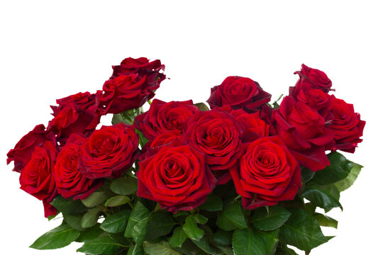 bunch of dark  red roses  close up