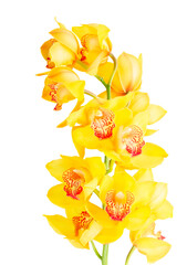 yellow orchid flowers