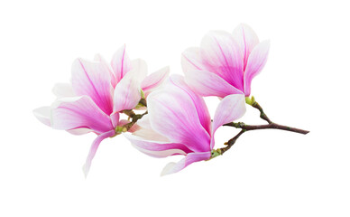 Magnolia pink flowers