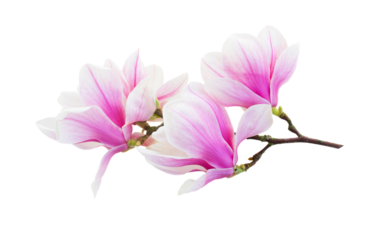Magnolia pink flowers