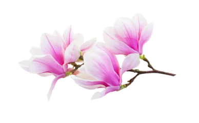 Foto op Aluminium Magnolia pink flowers © neirfy