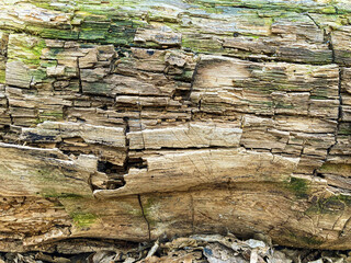 Bark pattern is seamless texture from tree. For background wood work, Bark of brown hardwood, thick bark hardwood, residential house wood. nature, trunk, tree, bark, hardwood, trunk, tree, trunk