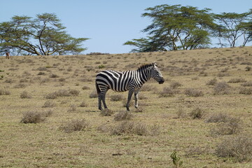 Obraz premium Kenya - Lake Naivasha - Crescent Island - zebra
