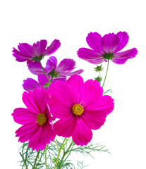 Obraz premium Cosmos pink flowers