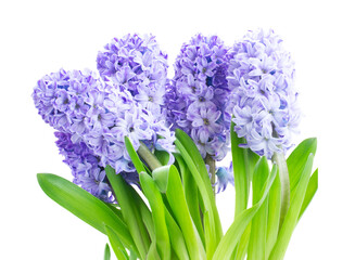 Hyacinth fresh flowers