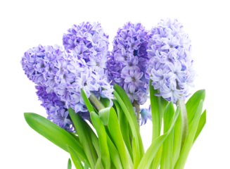 Hyacinth fresh flowers