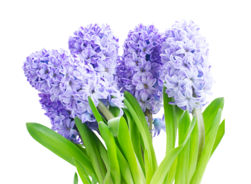Hyacinth fresh flowers