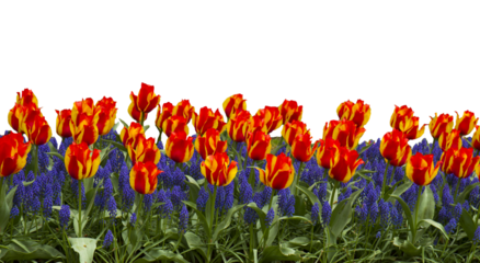 tulip and bluebell flowers floral border, isolated on white 