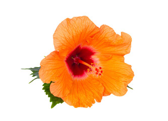 hibiscus isolated over white background, png file 