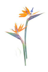 bird of paradise flowers isolated on white 