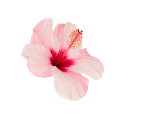 Pink hibiscus flower 