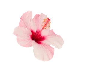 Fototapete Blumen Pink hibiscus flower   © neirfy