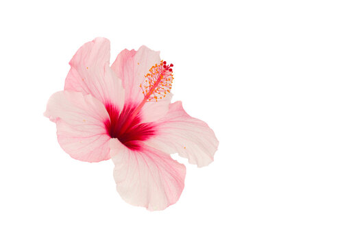 Pink hibiscus flower 