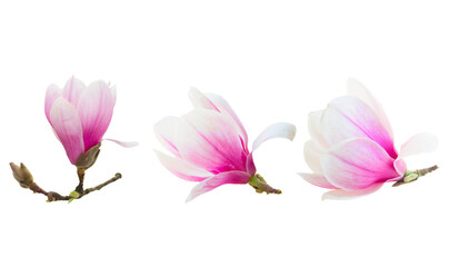Blossoming pink  magnolia tree Flowers - obrazy, fototapety, plakaty