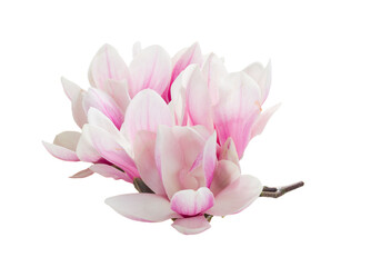 Magnolia pink flowers © neirfy