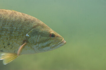 Close-up shot of a wild largemouth bass swimming in a Michigan inland lake. Micropterus salmoides