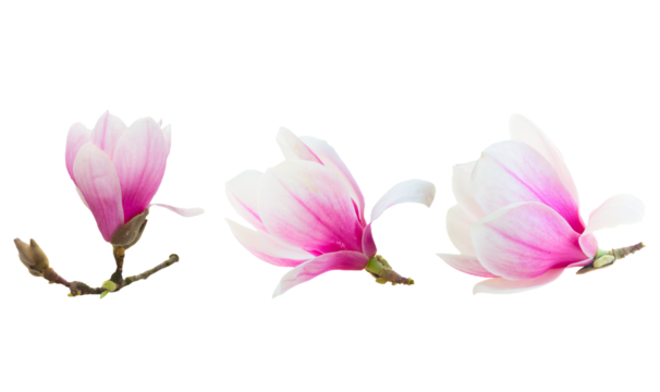 Blossoming pink  magnolia tree Flowers