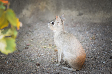DOLICHOTIS SALINICOLA is in her zoo habitat. Sand habitat in zoo in sunny day.