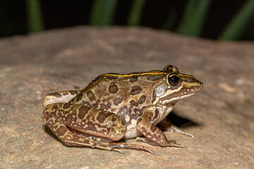 Common river frog (Amietia delalandii), also known as drakensberg river frog, or sani pass frog, a species of southern African river frog