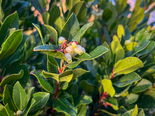MADROÑO EN FLORACIÓN. DETALLE DE LAS HOJAS Y LAS PEQUEÑAS FLORES.