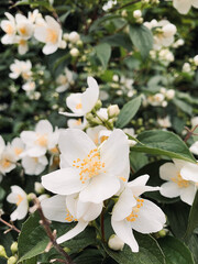 Apfelbaum in voller Blüte