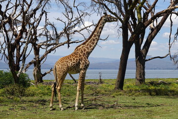 Naklejka na ściany i meble Kenya - Lake Naivasha - Crescent Island - Giraffe