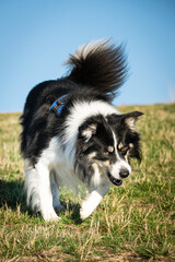 Border collie is running in the grass. He is so crazy dog on trip.