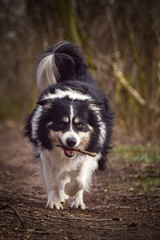 Border collie is running in the forest. He is so funny and he looks more cute.