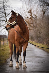Obraz premium Horse is walking outside with his owner. He is waiting for his rider.