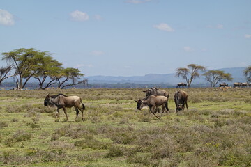 Kenya - Lake Naivasha - Crescent Island - wildebeest