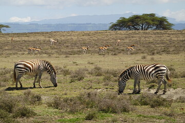 Kenya - Lake Naivasha - Crescent Island - zebra