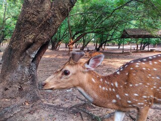 Indian spotted deer raoming around in jungle HD