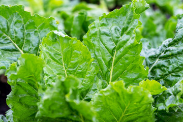 Green leaves of  beet on the bed. Cultivation of  beets