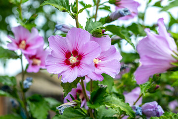 Pink hibiscus with raindrops on the bushes in the garden