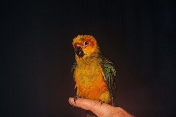 Young orange and green Parrot Bird
