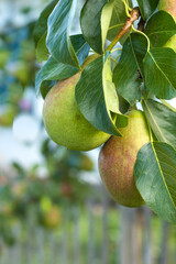 selective focus. Duchesse pear variety close-up. Home garden with fruit trees, green pears grow on a tree among the leaves. fresh fruit cultivation. High quality photo
