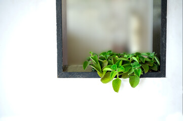 Kitchen window with Ajwain plant in it and white colored wall. Used selective focus.