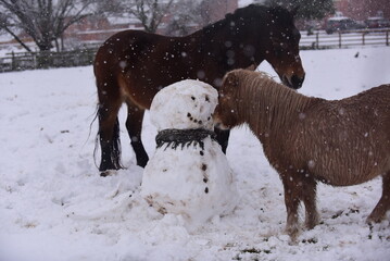 Naklejka premium Horses playing in winter snow