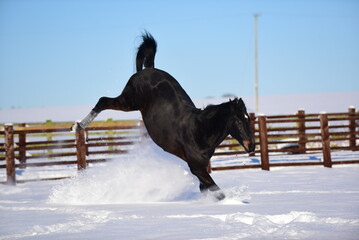 Black warmblood horse gallops and bucks in snow
