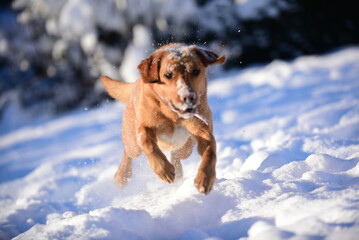 Labrador fox red, playing in snow