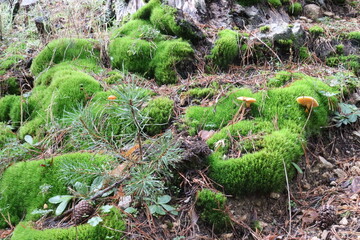 Moss and mushrooms in pine forest