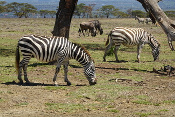 Fototapeta na wymiar Kenya - Lake Naivasha - Crescent Island - zebra