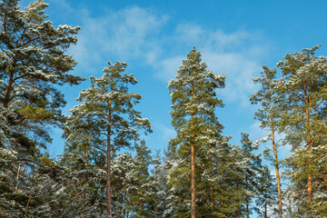 Obraz premium Winter landscape on a sunny day. Tops of snow-covered pines against the background of a bright blue February sky