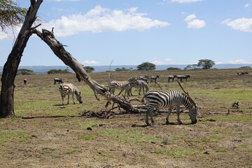 Kenya - Lake Naivasha - Crescent Island - zebra, wildebeest