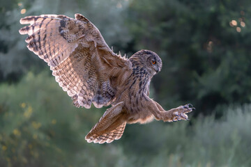 Landing of a beautiful Eurasian Eagle-Owl (Bubo bubo) reaching out to perch on branch. Noord Brabant in the Netherlands.                                            - obrazy, fototapety, plakaty