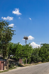 stork in the nest