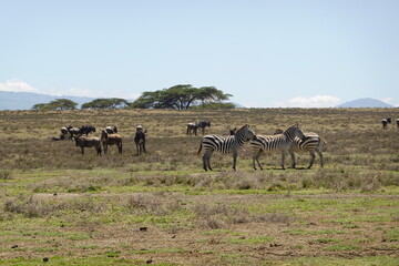Fototapeta na wymiar Kenya - Lake Naivasha - Crescent Island - zebra, wildebeest