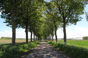 Fototapeta na wymiar a country road with a lane of trees in the dutch countryside in springtime between the agricultural fields