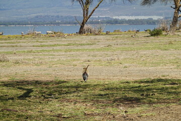 Kenya - Lake Naivasha - Crescent Island - monkey