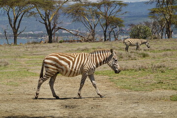 Kenya - Lake Naivasha - Crescent Island - Zebra

